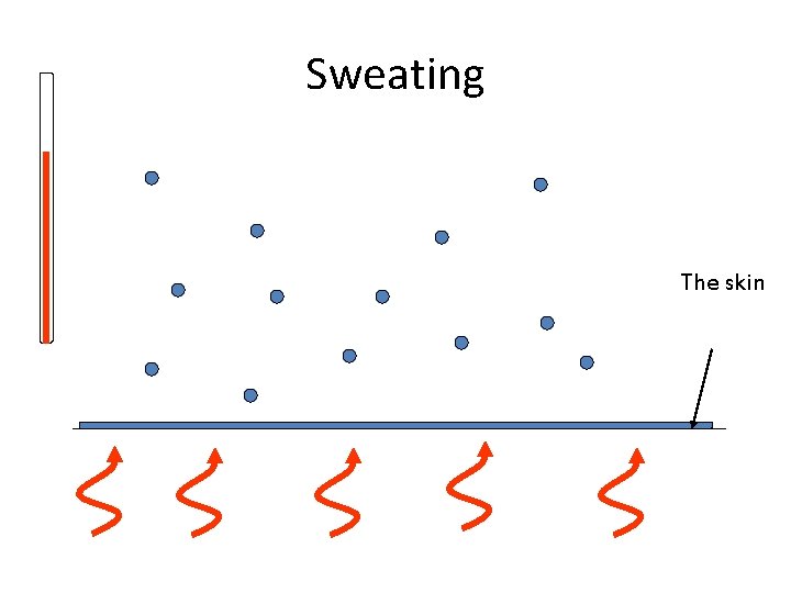 Dynamic Sweating Temperature control What happens when your body increases