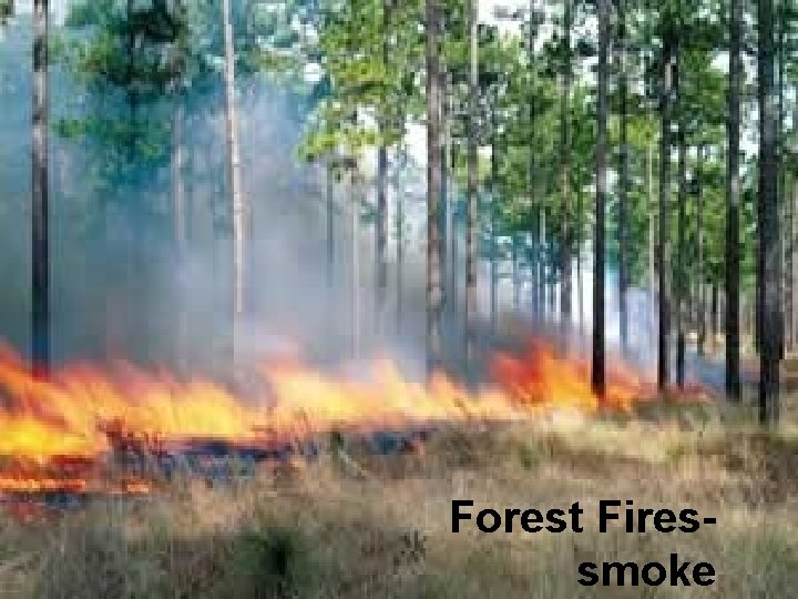 Forest Firessmoke 