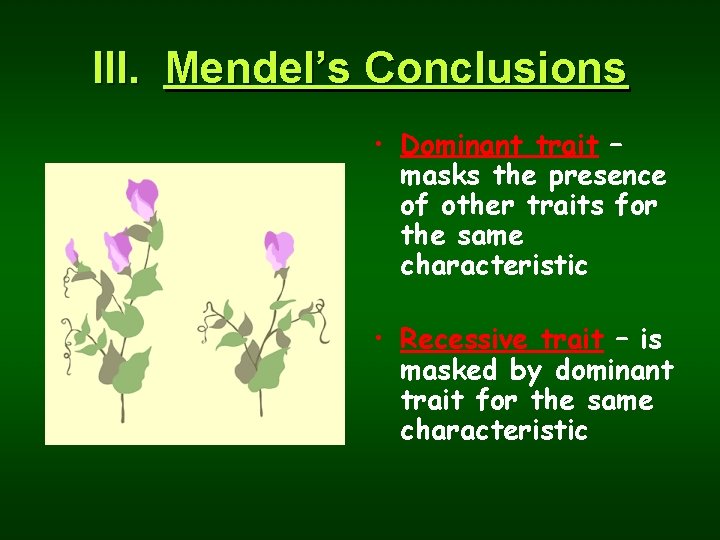 III. Mendel’s Conclusions • Dominant trait – masks the presence of other traits for