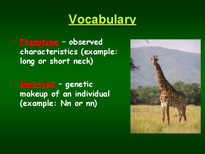 Vocabulary • Phenotype – observed characteristics (example: long or short neck) • Genotype –