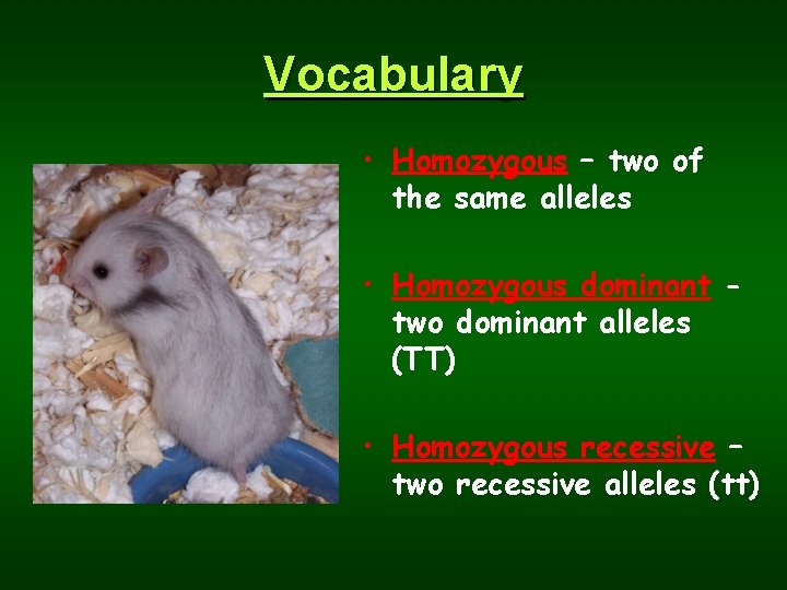 Vocabulary • Homozygous – two of the same alleles • Homozygous dominant two dominant