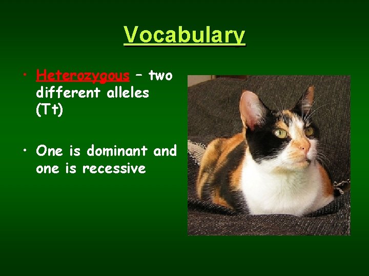 Vocabulary • Heterozygous – two different alleles (Tt) • One is dominant and one