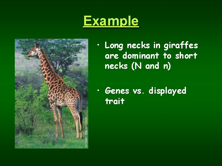 Example • Long necks in giraffes are dominant to short necks (N and n)