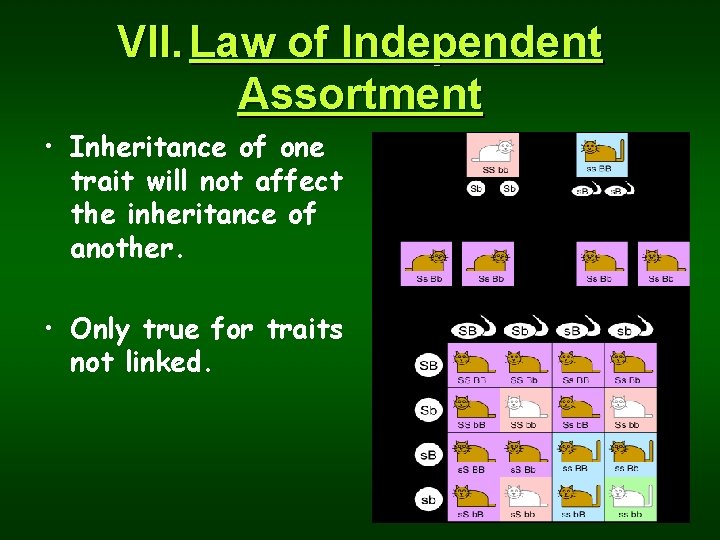 VII. Law of Independent Assortment • Inheritance of one trait will not affect the