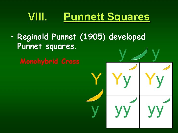 VIII. Punnett Squares • Reginald Punnet (1905) developed Punnet squares. Monohybrid Cross 