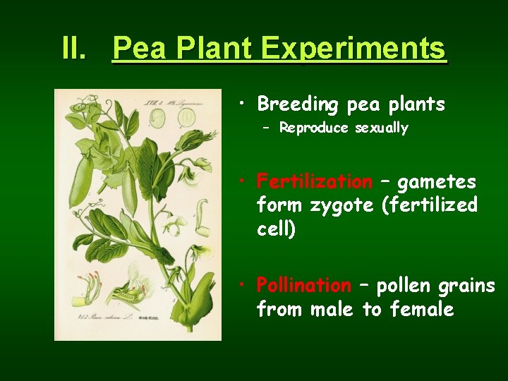 II. Pea Plant Experiments • Breeding pea plants – Reproduce sexually • Fertilization –