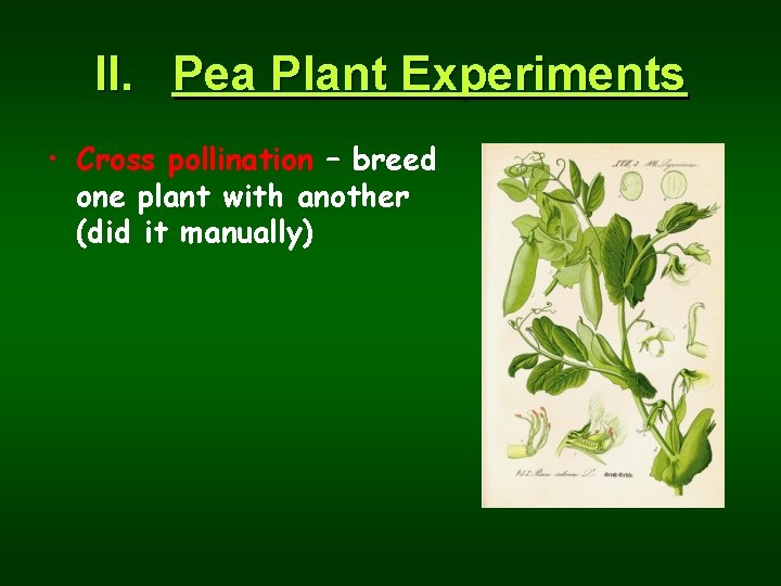 II. Pea Plant Experiments • Cross pollination – breed one plant with another (did