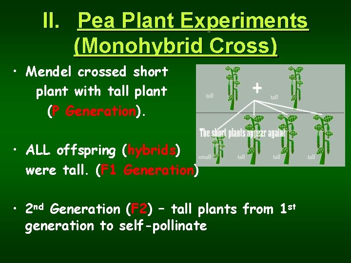 II. Pea Plant Experiments (Monohybrid Cross) • Mendel crossed short plant with tall plant