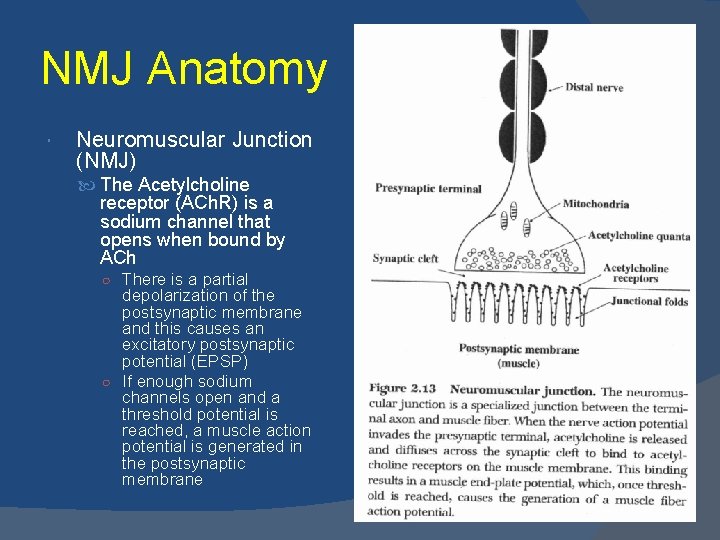 NMJ Anatomy Neuromuscular Junction (NMJ) The Acetylcholine receptor (ACh. R) is a sodium channel