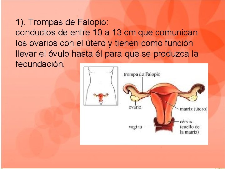 1). Trompas de Falopio: conductos de entre 10 a 13 cm que comunican los