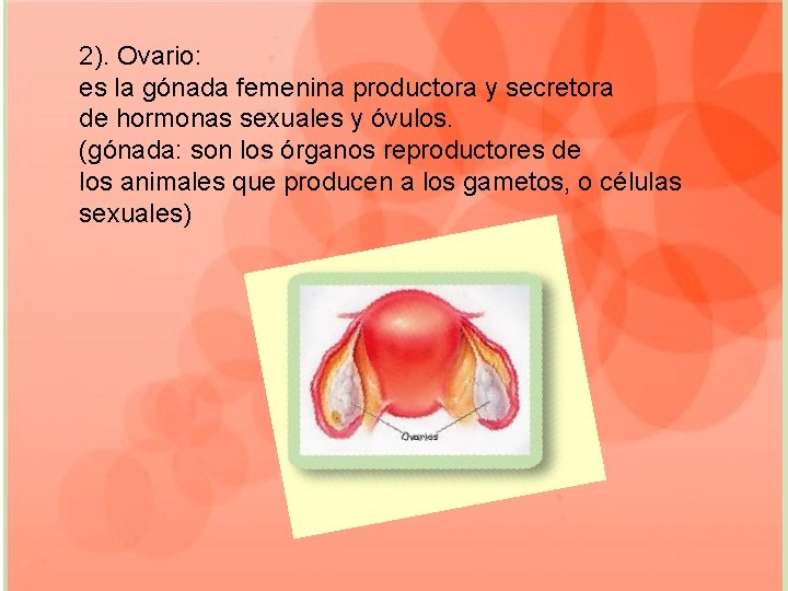 2). Ovario: es la gónada femenina productora y secretora de hormonas sexuales y óvulos.