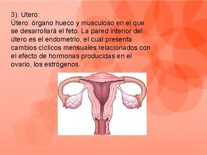 3). Utero: Útero: órgano hueco y musculoso en el que se desarrollará el feto.