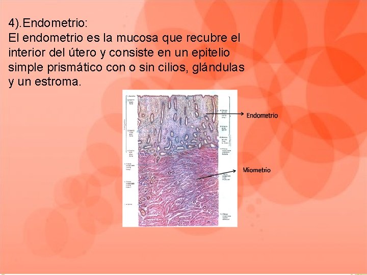 4). Endometrio: El endometrio es la mucosa que recubre el interior del útero y