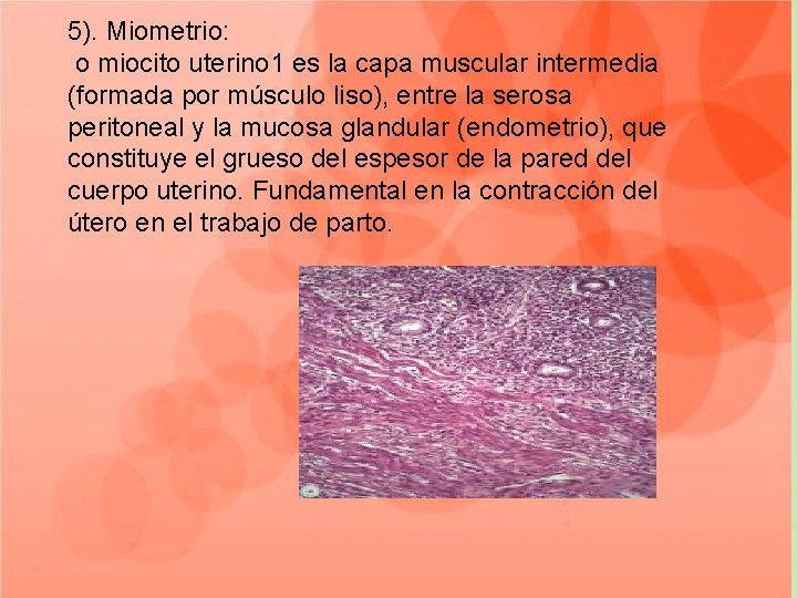 5). Miometrio: o miocito uterino 1 es la capa muscular intermedia (formada por músculo