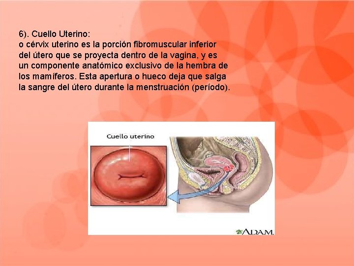 6). Cuello Uterino: o cérvix uterino es la porción fibromuscular inferior del útero que