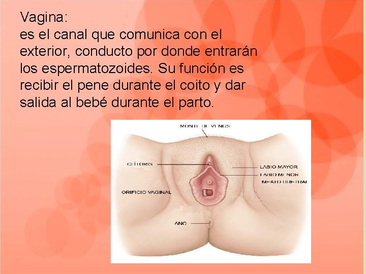 Vagina: es el canal que comunica con el exterior, conducto por donde entrarán los