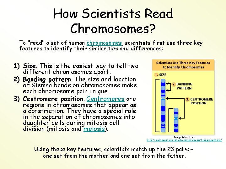 How Scientists Read Chromosomes? To "read" a set of human chromosomes, scientists first use