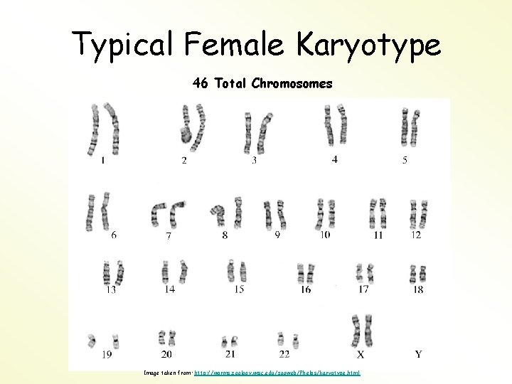 Typical Female Karyotype 46 Total Chromosomes Image taken from: http: //worms. zoology. wisc. edu/zooweb/Phelps/karyotype.