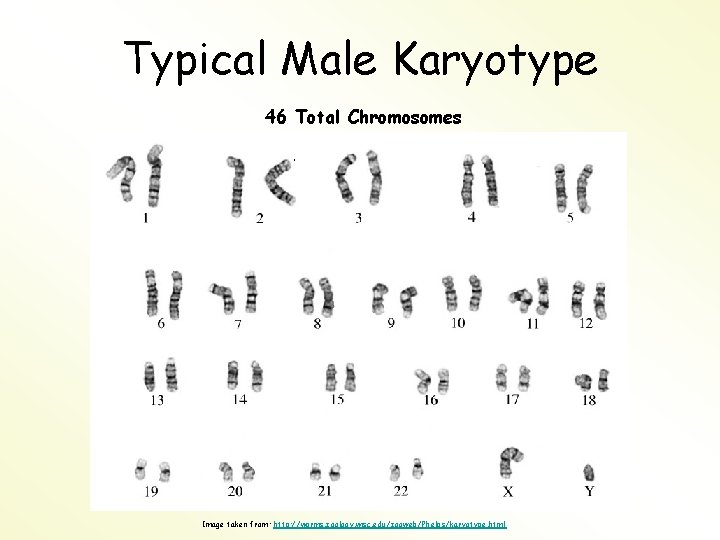 Typical Male Karyotype 46 Total Chromosomes Image taken from: http: //worms. zoology. wisc. edu/zooweb/Phelps/karyotype.