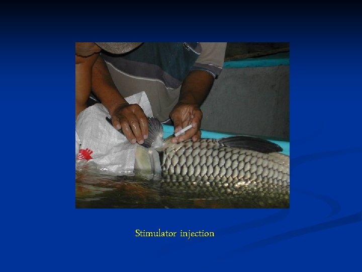 DOMESTICATION GENERATION AND DEVELOPMENT OF GIANT BARB Catlocarpio