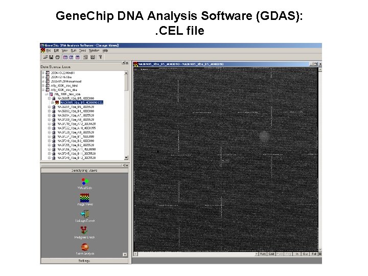 Gene. Chip DNA Analysis Software (GDAS): . CEL file 