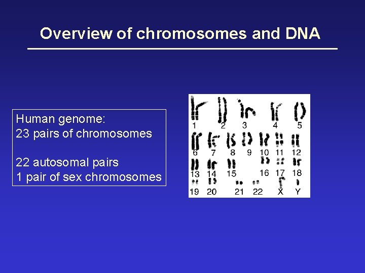 Overview of chromosomes and DNA Human genome: 23 pairs of chromosomes 22 autosomal pairs