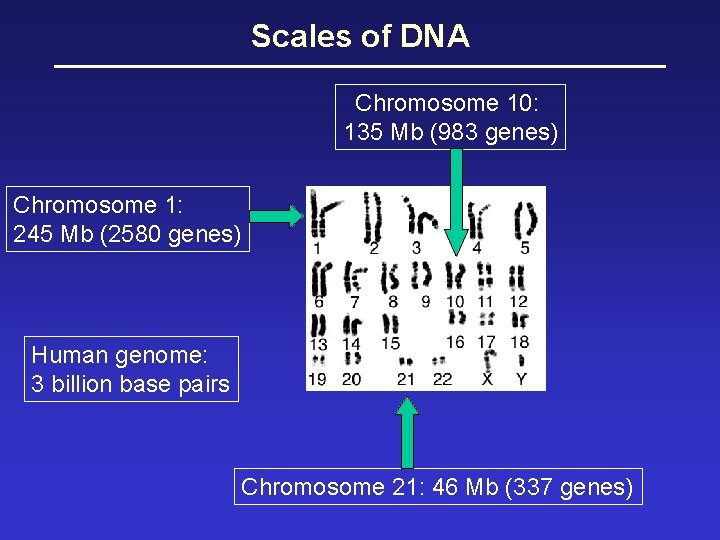 Scales of DNA Chromosome 10: 135 Mb (983 genes) Chromosome 1: 245 Mb (2580