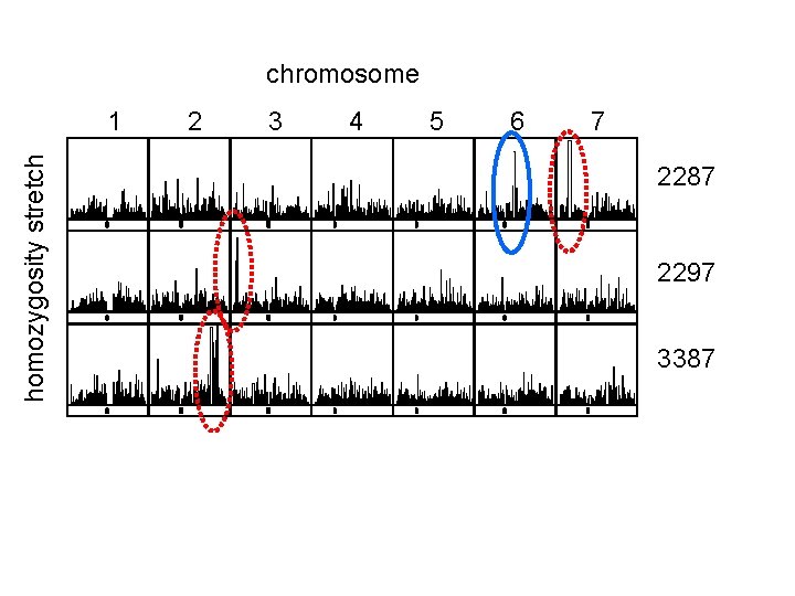 chromosome homozygosity stretch 1 2 3 4 5 6 7 2287 2297 3387 