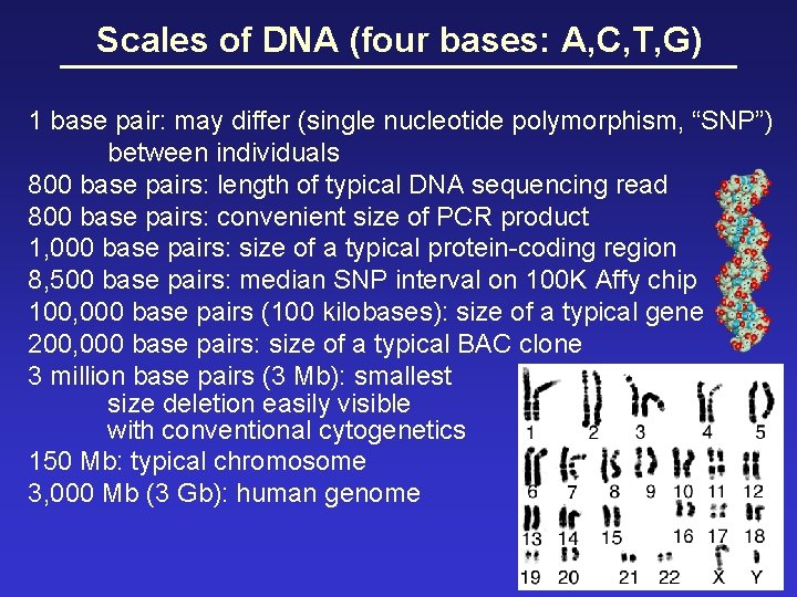 Scales of DNA (four bases: A, C, T, G) 1 base pair: may differ