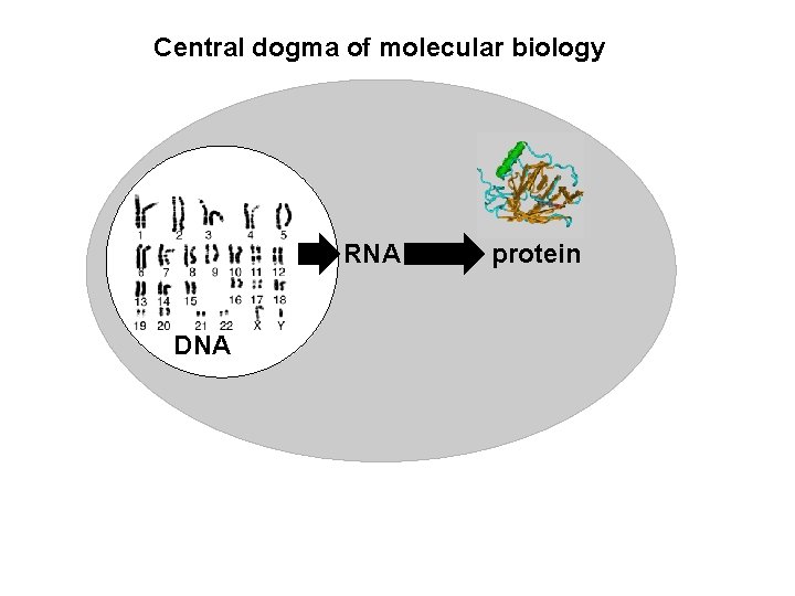 Central dogma of molecular biology RNA DNA protein 