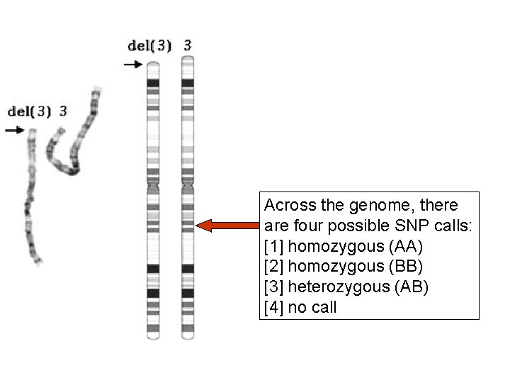 Across the genome, there are four possible SNP calls: [1] homozygous (AA) [2] homozygous