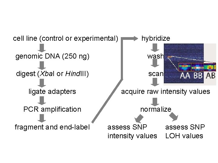 cell line (control or experimental) hybridize genomic DNA (250 ng) wash digest (Xba. I