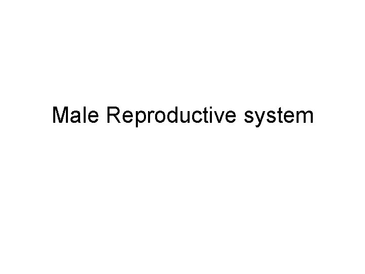 Male Reproductive system 