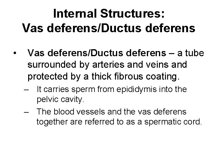 Internal Structures: Vas deferens/Ductus deferens • Vas deferens/Ductus deferens – a tube surrounded by