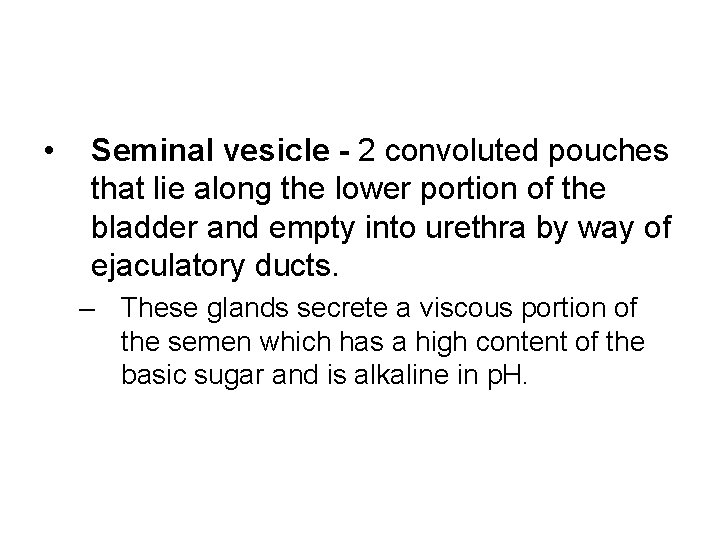  • Seminal vesicle - 2 convoluted pouches that lie along the lower portion