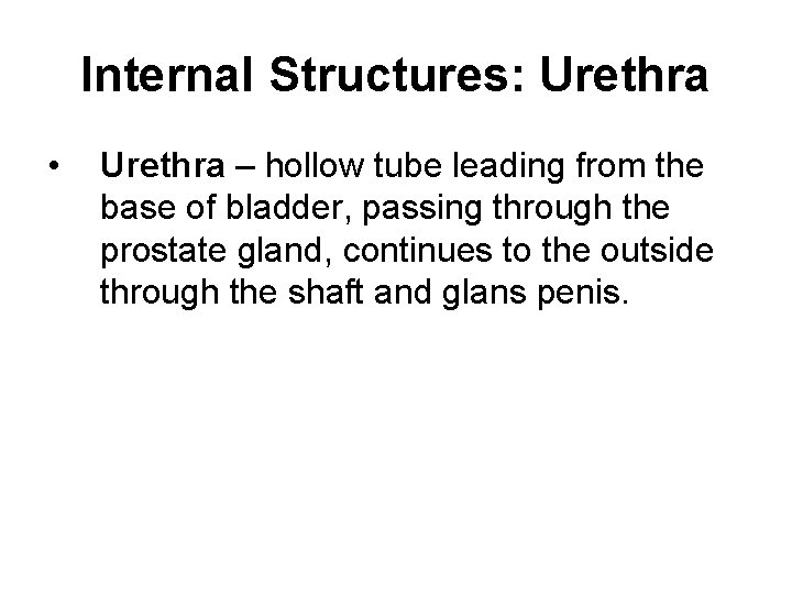 Internal Structures: Urethra • Urethra – hollow tube leading from the base of bladder,