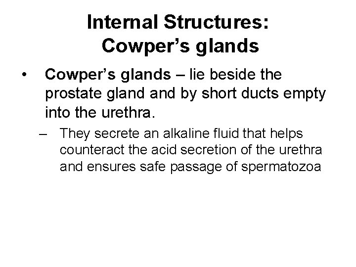 Internal Structures: Cowper’s glands • Cowper’s glands – lie beside the prostate gland by