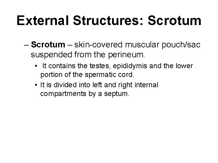 External Structures: Scrotum – skin-covered muscular pouch/sac suspended from the perineum. • It contains