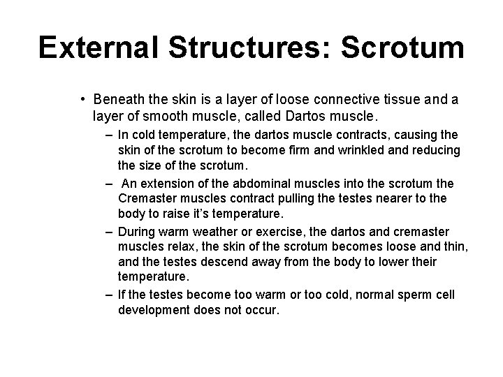 External Structures: Scrotum • Beneath the skin is a layer of loose connective tissue