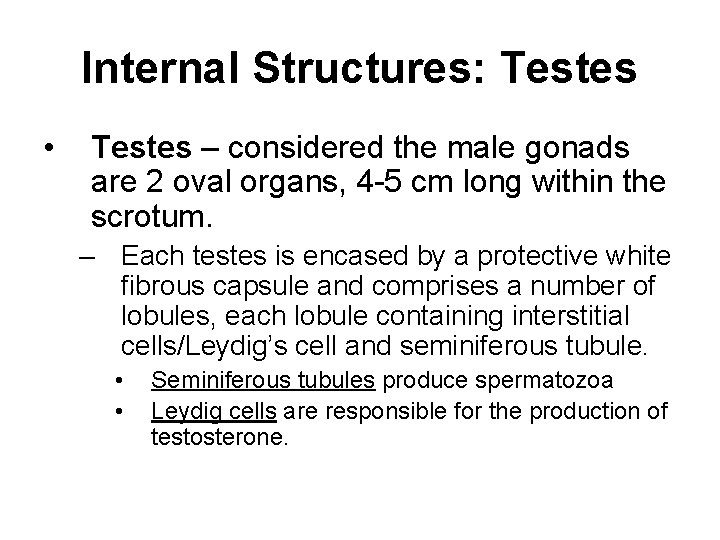 Internal Structures: Testes • Testes – considered the male gonads are 2 oval organs,