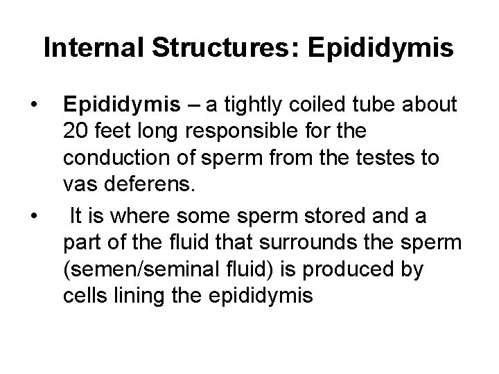 Internal Structures: Epididymis • • Epididymis – a tightly coiled tube about 20 feet