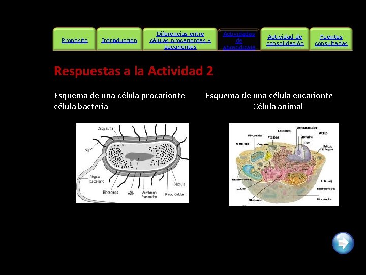 Propósito Introducción Diferencias entre células procariontes y eucariontes Actividades de aprendizaje Actividad de consolidación