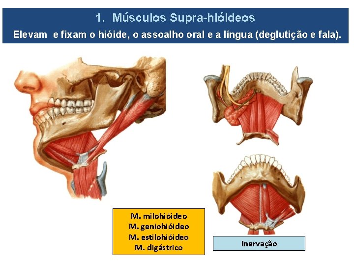 1. Músculos Supra-hióideos Elevam e fixam o hióide, o assoalho oral e a língua