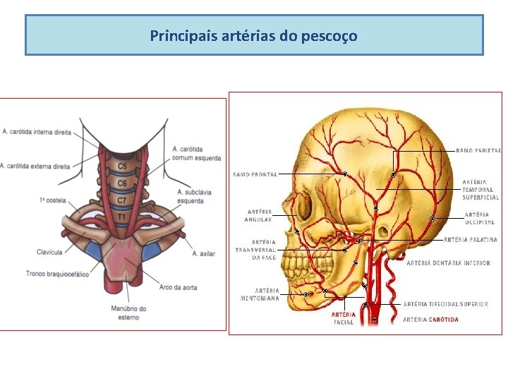 Principais artérias do pescoço 