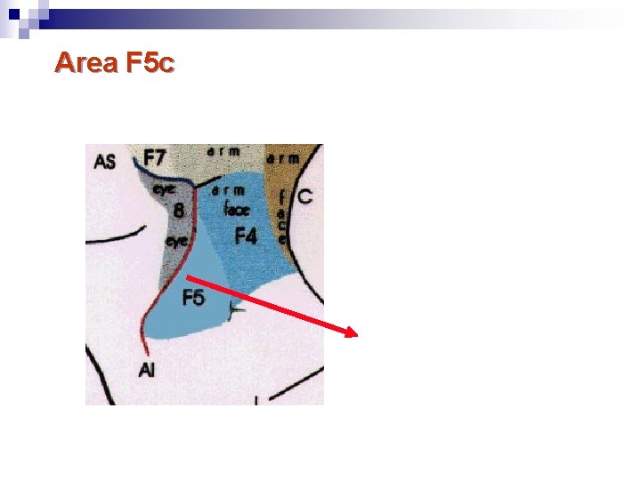 Area F 5 c Convexity region of F 5: Mirror neurons 