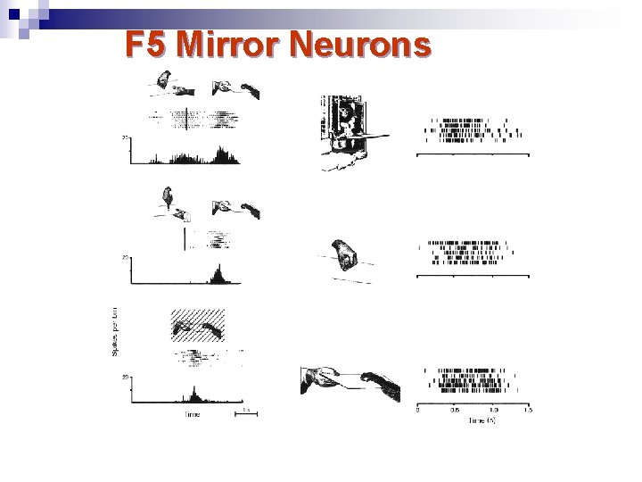F 5 Mirror Neurons Gallese and Goldman, TICS 1998 