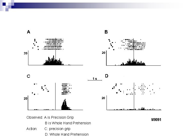 Category Loosening in Mirror Neurons (~60%) Observed: A is Precision Grip B is Whole