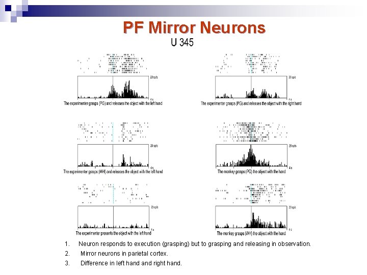 PF Mirror Neurons 1. 2. 3. Neuron responds to execution (grasping) but to grasping