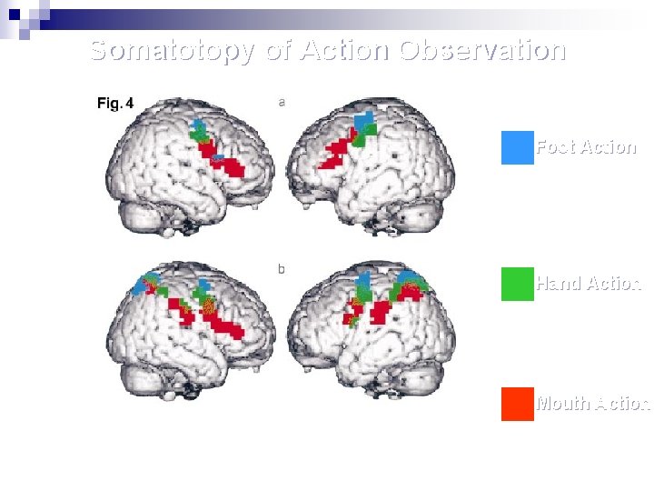 Somatotopy of Action Observation Foot Action Hand Action Mouth Action Buccino et al. Eur