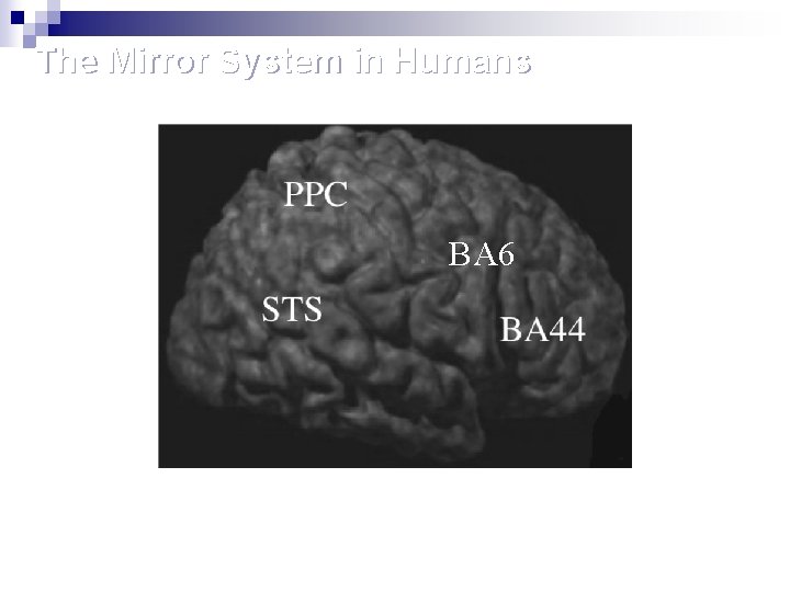 The Mirror System in Humans BA 6 